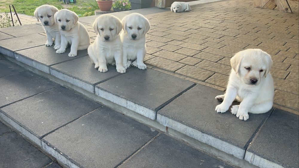 Piekna Suczka Labrador Retriever FCI