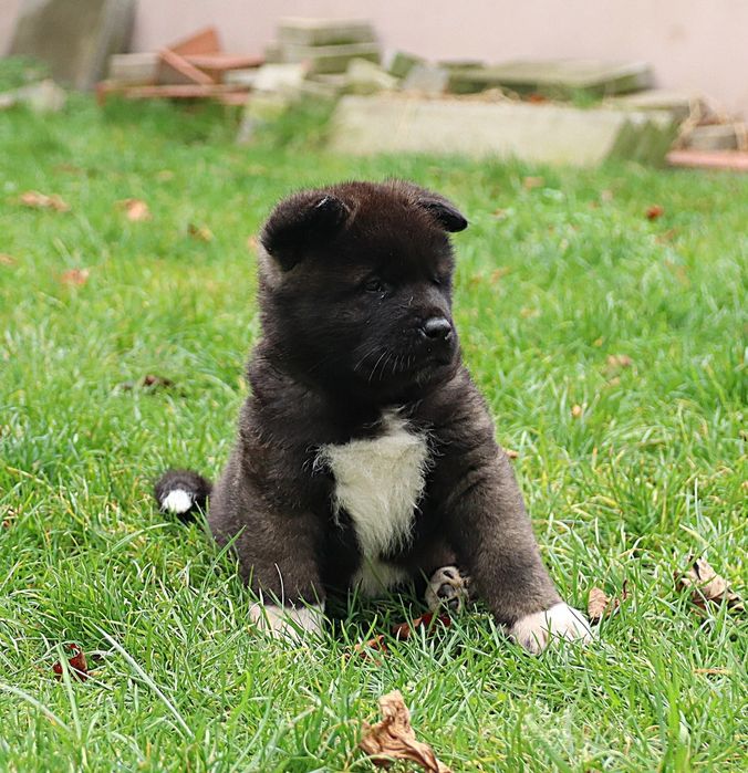 Akita Amerykańska samiec