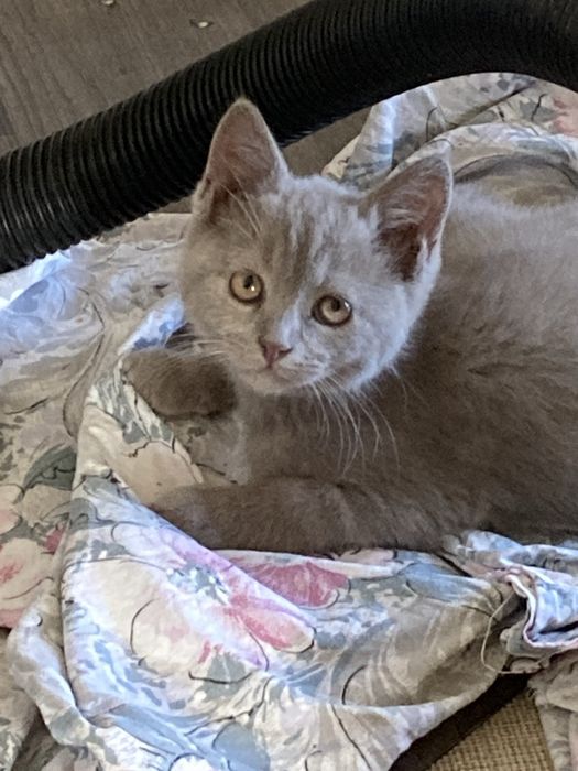 Дівчинка  Брітанска  Лілова 5міс