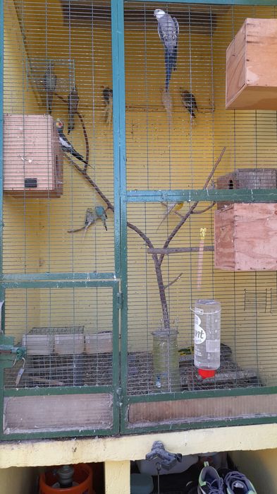 Caturras adultas prontas para criar