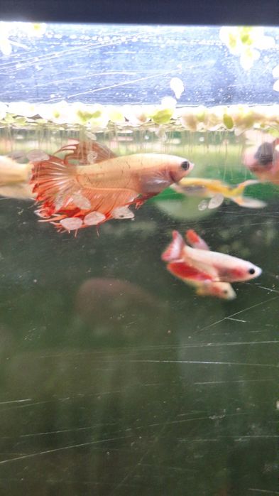 Bettas Splendens Plakat criação própria