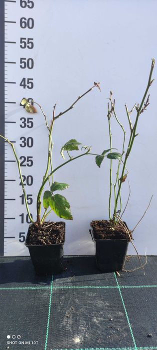 Jeżyna/ Rubus sadzonka doniczka P9