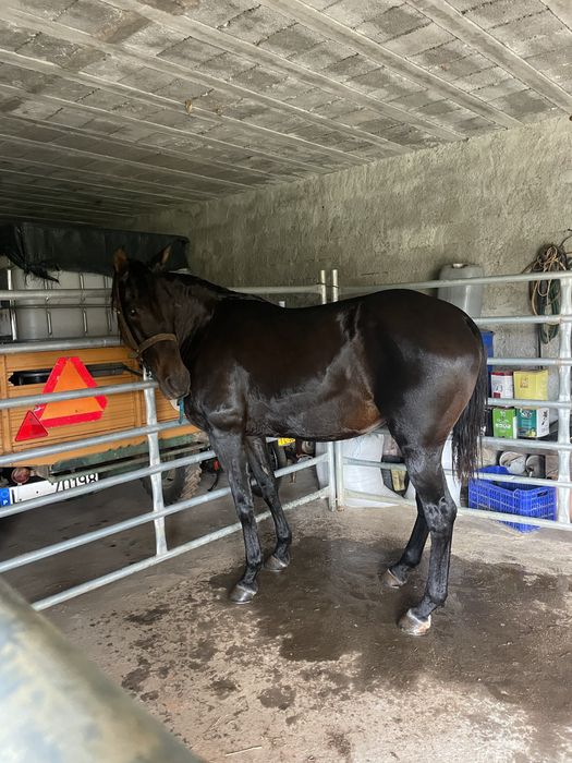 Egua montada super docil