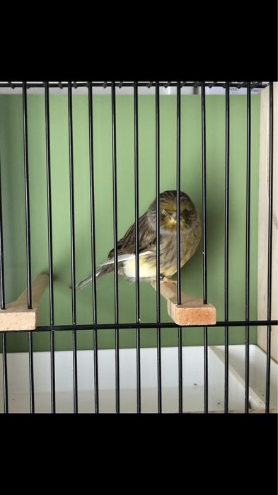 Kanarek Kanarki gloster, glostery 2025r