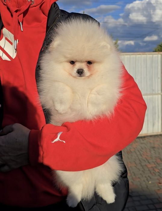 Плюшеві ведмедики.