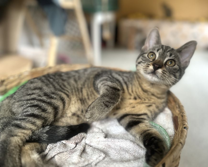 Koty z serca Kaszub polecają się do adopcji!