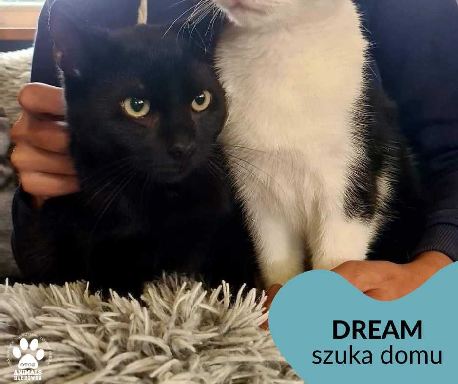 Znaleziono czarnego kota-Dream gotowy do adopcji!