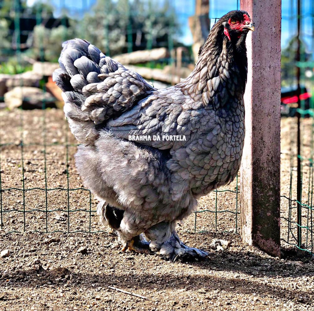 ( OVOS ) BRAHMA ISABELLA / BRAHMA AZUL / BRAHMA PERDIZ /