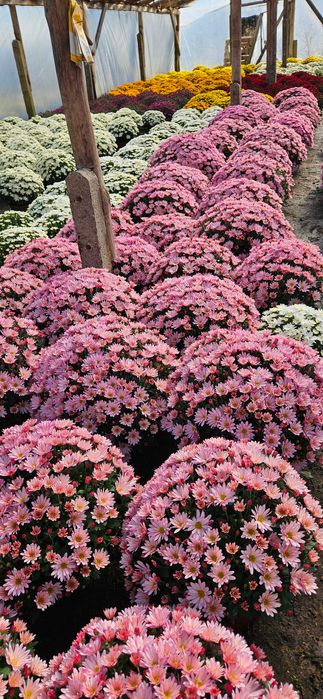 Chryzantemy drobnokwiatowe