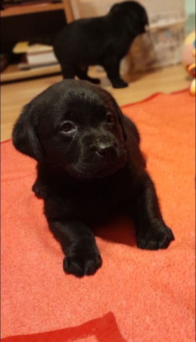 Labrador Retriever czarny  piesek