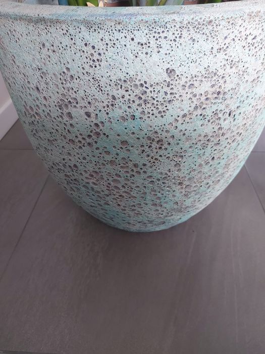 Strelicja biala  duża