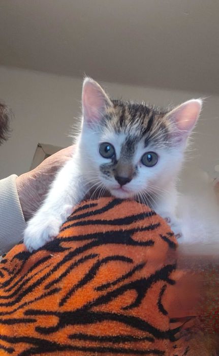 Oddam dwa kotki w dobre ręce