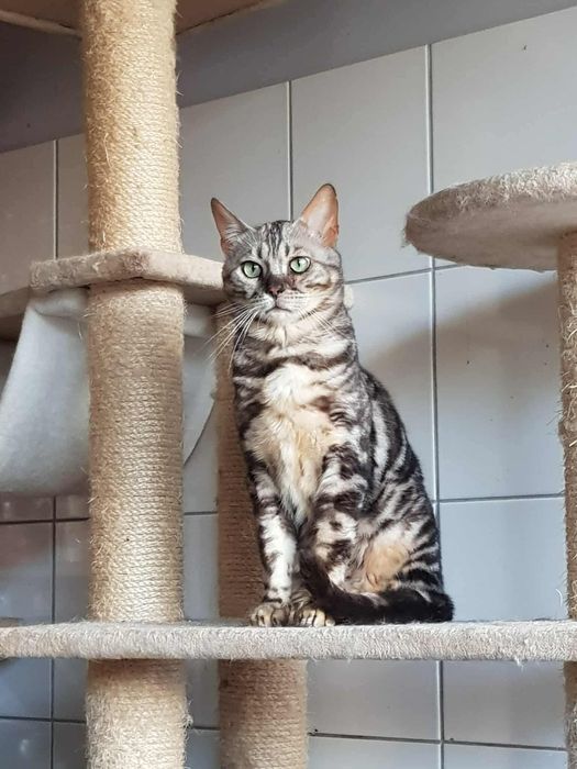 Bendżi jak bengal do adopcji