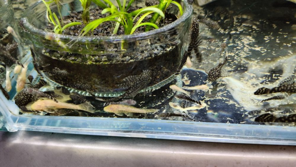 Zbrojniki (glonojady) welonowe