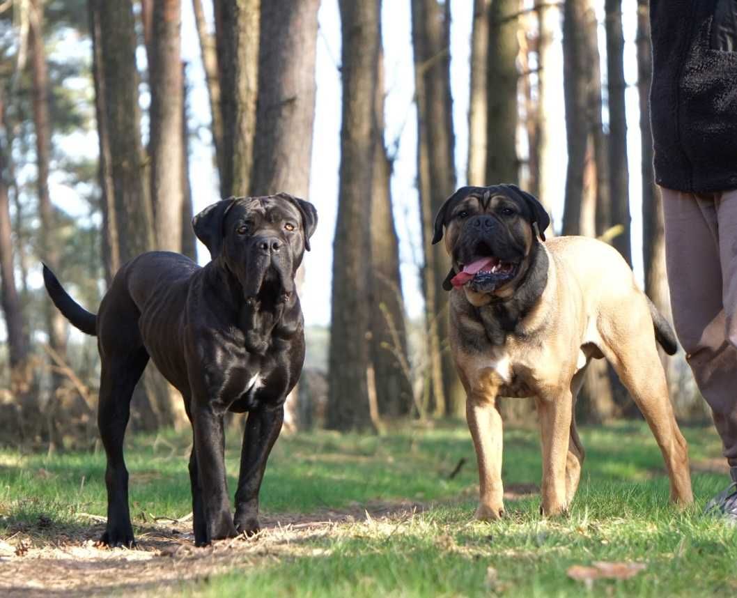 Cane Corso ZKwP/FCI oddział Wrocław