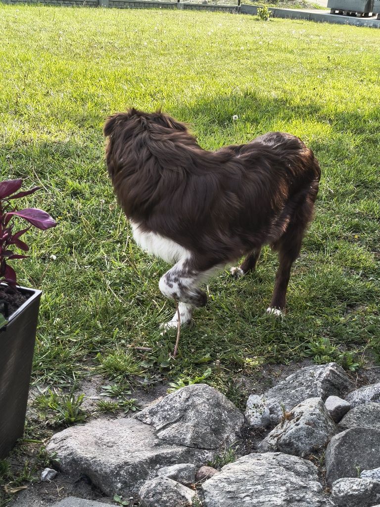 Border Collie czekoladowy piesek (chłopiec)