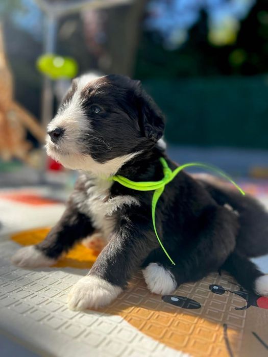 Bearded Collie FCI - suczka