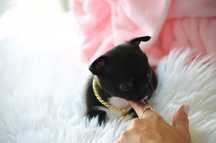 Cudny Mini XXS Czarny Piesek Chihuahua