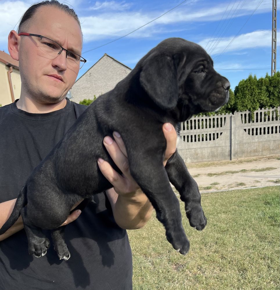 Cane Corso Italiano