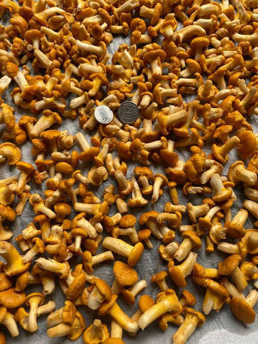 Grzyby mrożone gąska,opieńka.kurka,maślak.