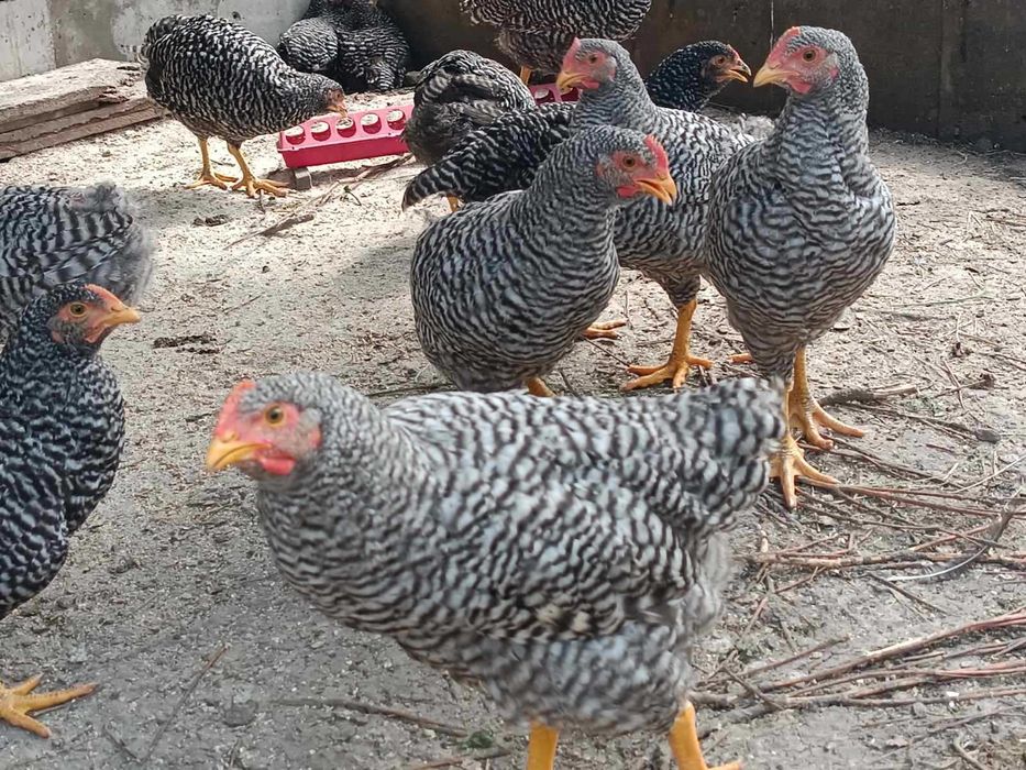 Кури породи амрокс