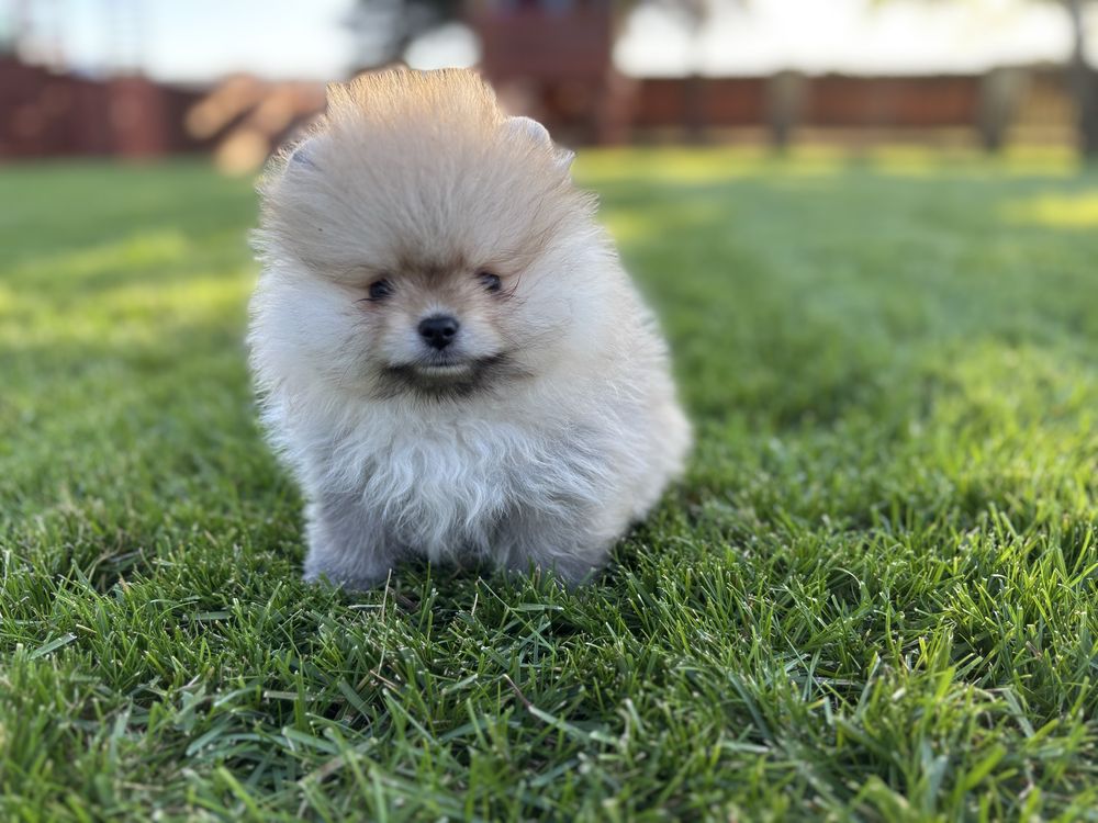 Szpic miniaturowy Sunia mini