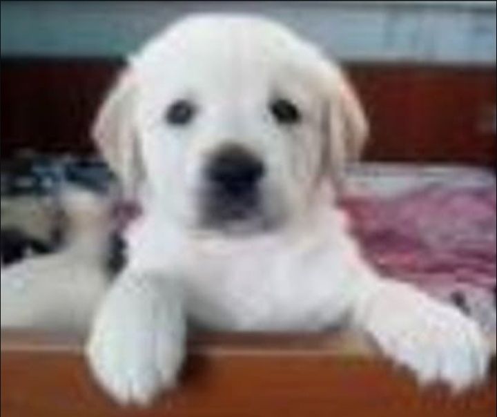 Щенки лабрадора ретривера