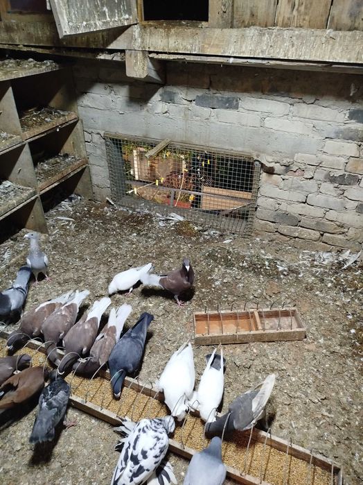 Gołębie rasowe - likwidacja hodowli.