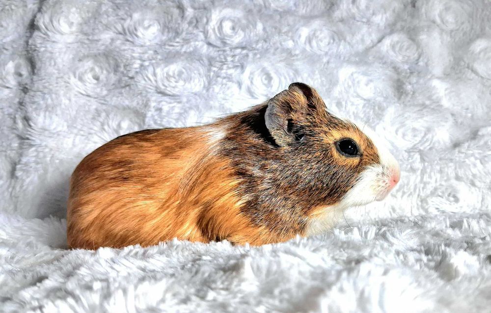 Świnka Morska TriColor US Teddy gładkowłosa - transport