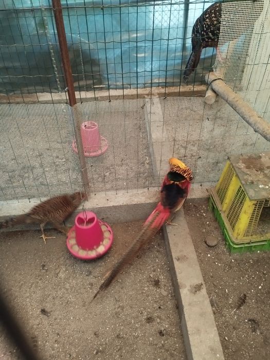 Vendo casais pavões cor azul faisão dourados leid