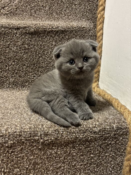 Śliczna koteczka szkocka