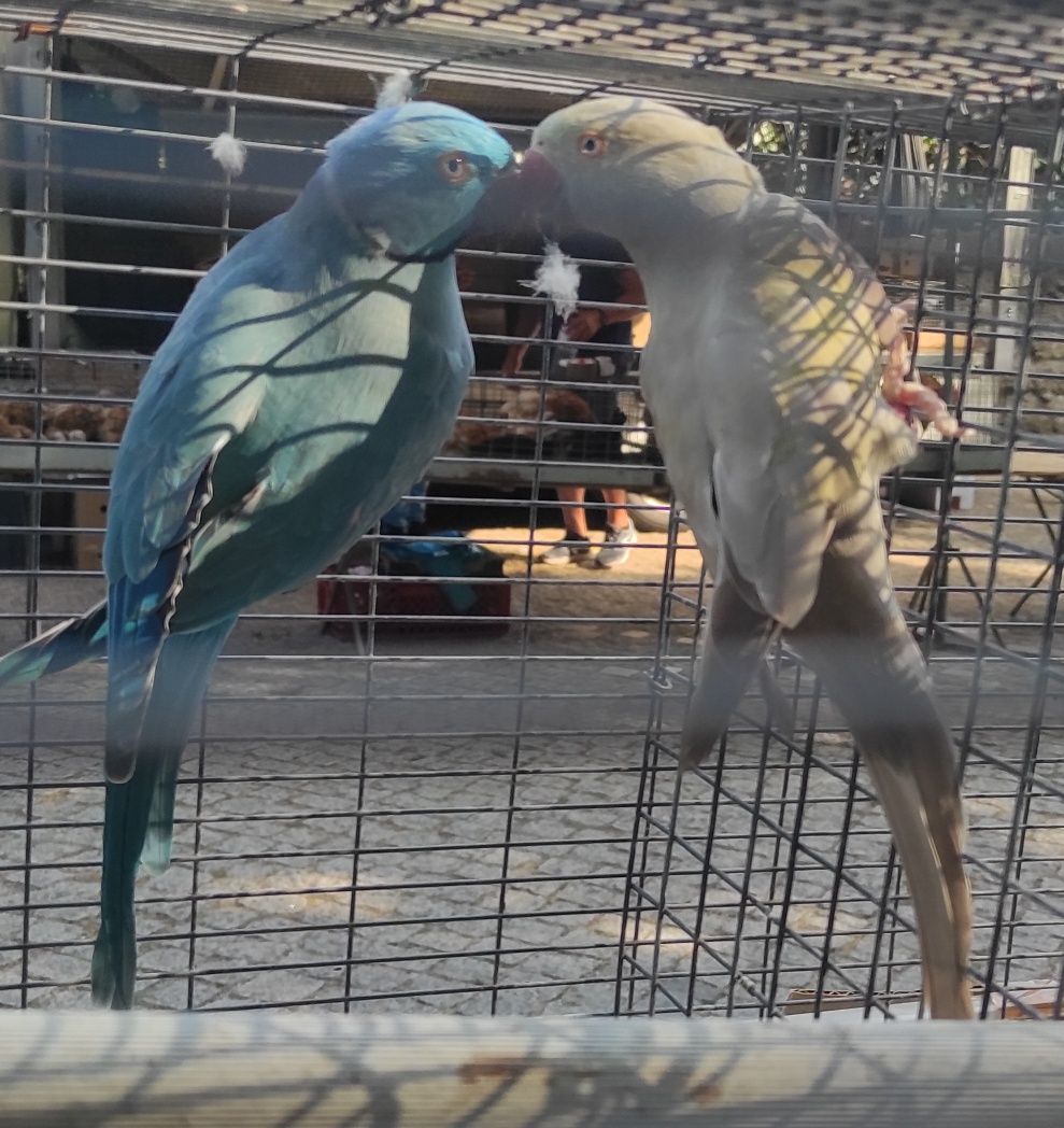 Casais Ring Necks