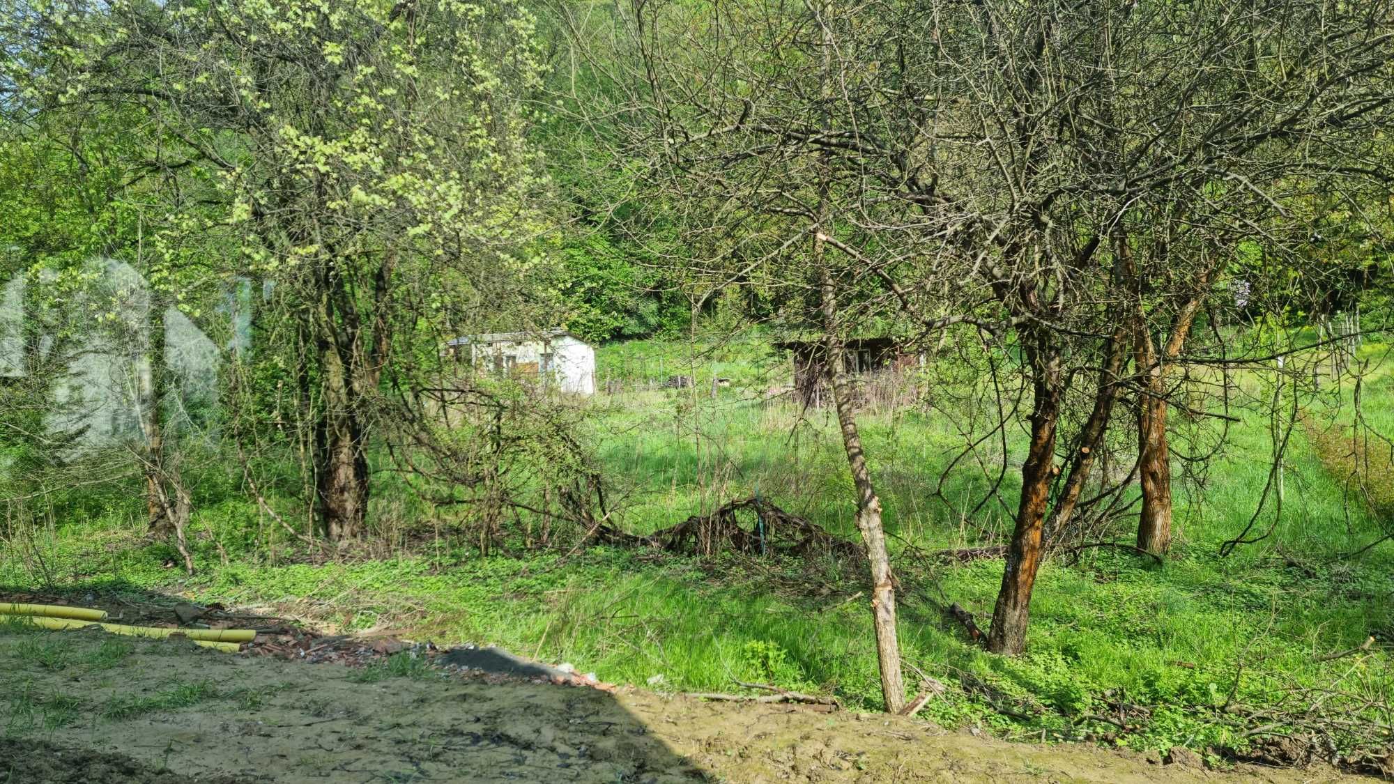 jabłoń , czereśnia i inne do ścięcia i zabrania