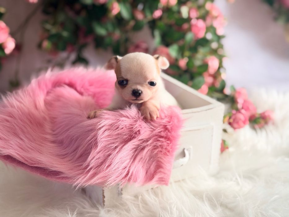 ***Cudna mini dziewczynka***Xxs jak laleczka mini chihuahua