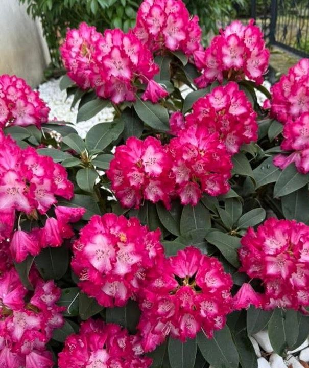 Rododendron Różanecznik zimozielony krzew kwinacy duże sadzonki