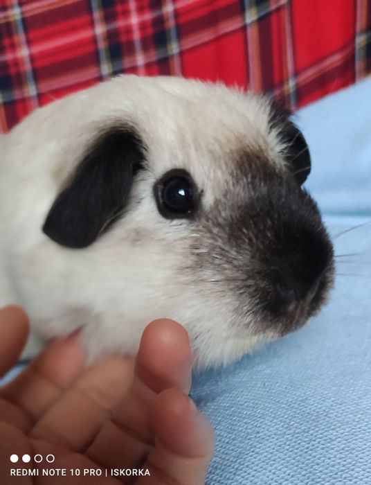 Каліфорнія чорні поінти морська свинка