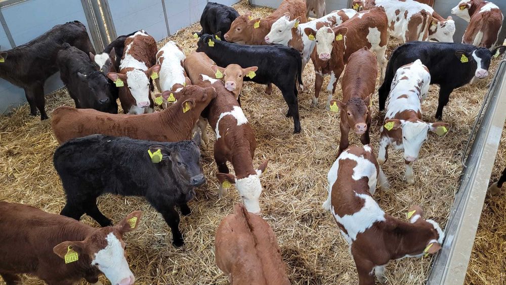 Byczki i jałówki z Polskich Gospodarstw