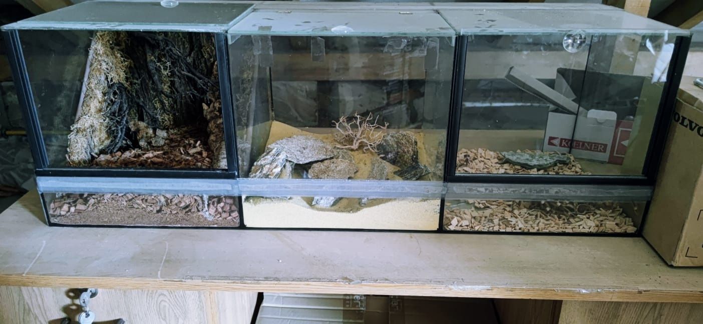 Terrarium szklane potrójne z wyposażeniem skorpion pająk 3w1