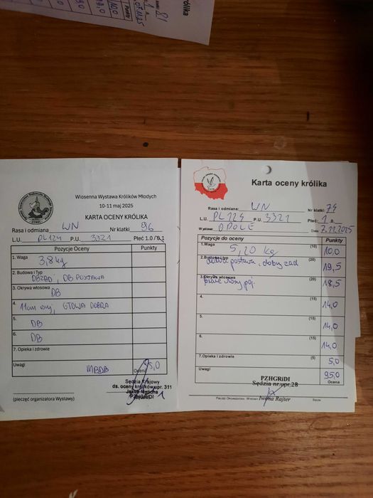 Samiec z rodowodem wiedenskie niebieski WN dorosły 95 punktów