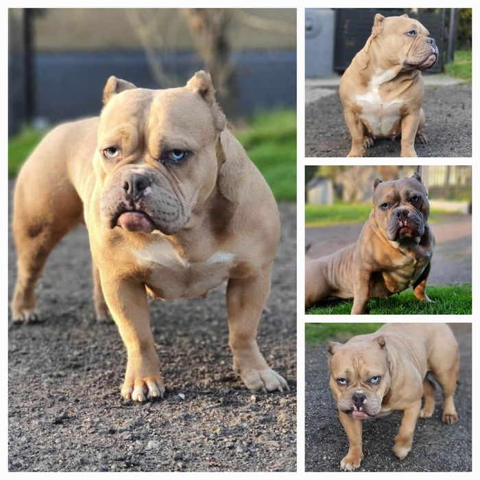 American bully suczka blu merle pocket