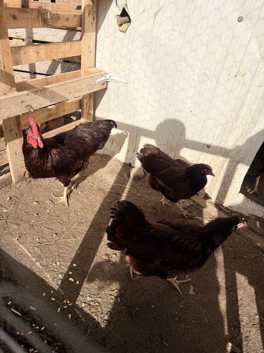 Ovos galado de Rhode Island Red