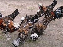 Яйце на інкубацію, курчата, Павловська: фарфорова.