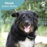 Misiek szuka domu!
