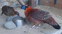Bażanty tragopan para.