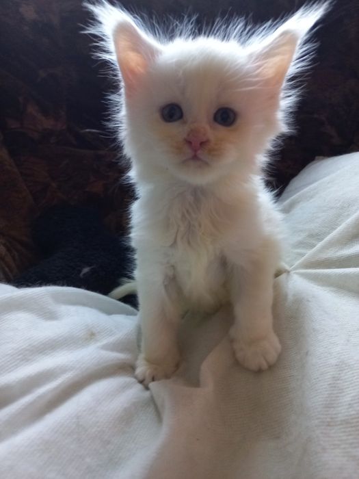 Biały kocurek Maine Coon