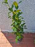 Fikus Microcarpa Moclame 70cm d14
