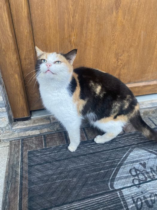Ласкава триколірна кішечка шукає дім, стерелізована