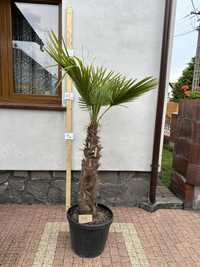 Palma 200 cm trachycarpus fortunei