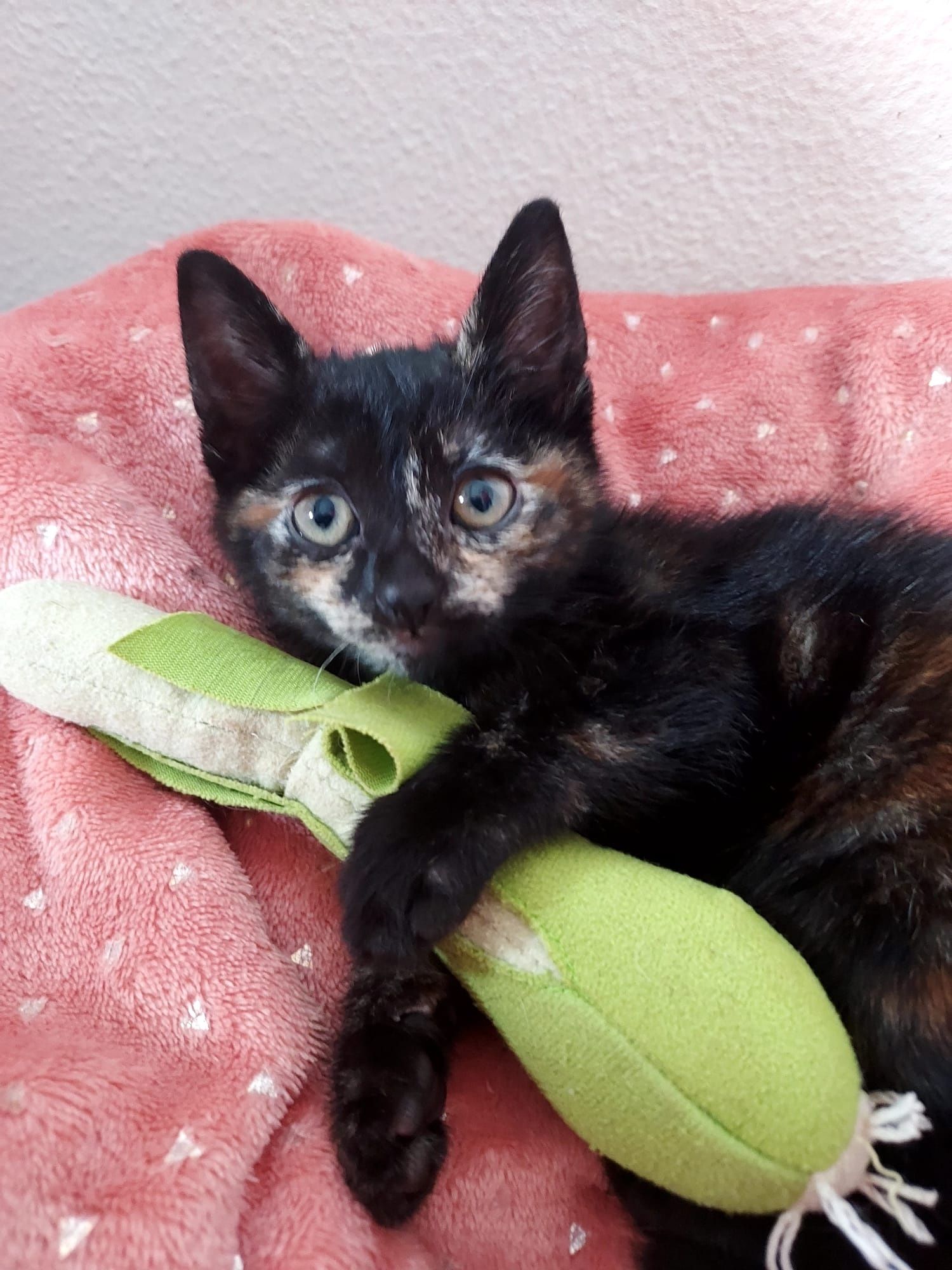 Gatinhas bebé 3 meses para adoção