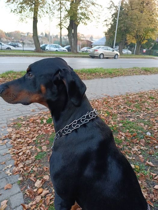 Oddam psa rasy Doberman